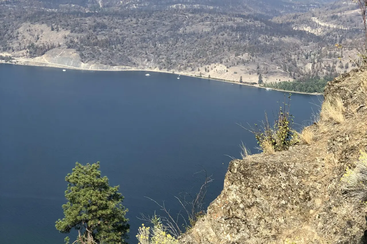 Okanagan Lake near Kelowna, BC, seen from a cliff with a pine in front